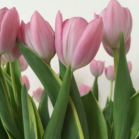 Meet your Posher, Mia - Picture 1 of 1